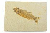 Uncommon Fish Fossil (Mioplosus) - Wyoming #373898-1